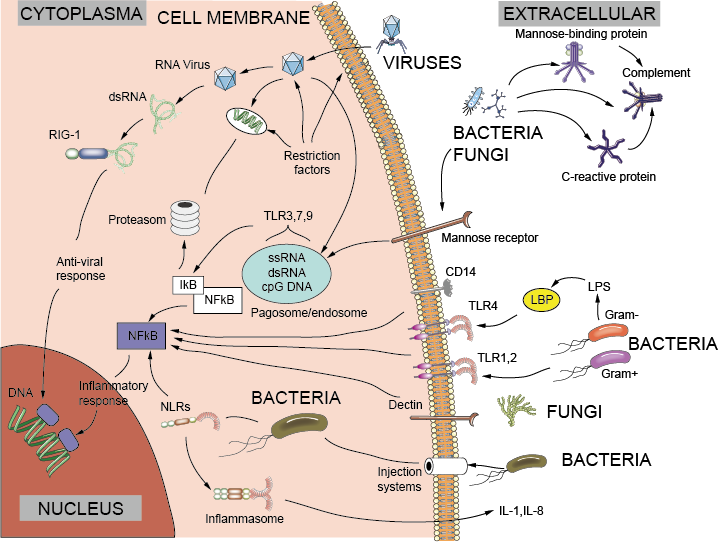 Receptors that recognize pathogens in innate immunity